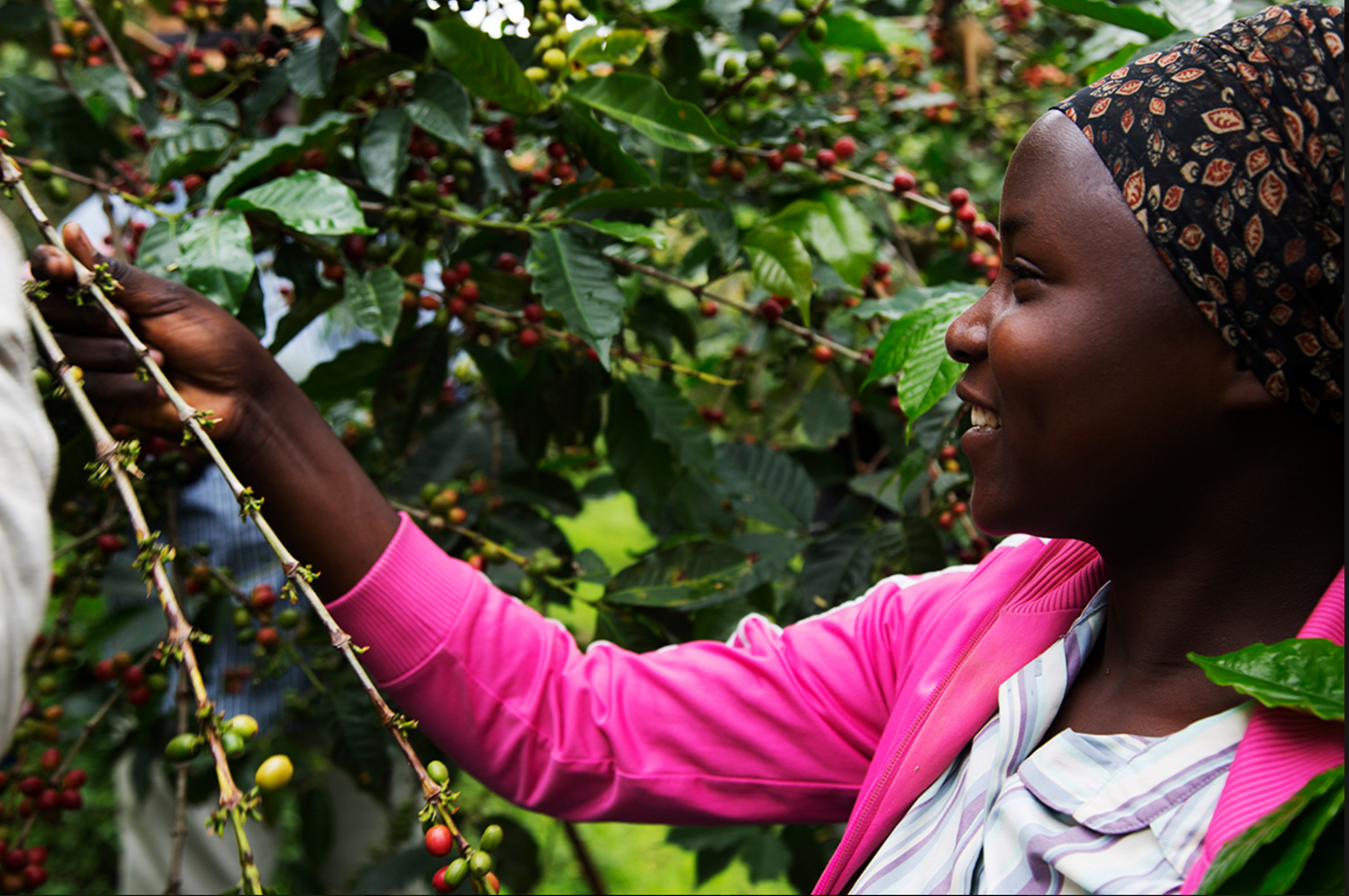 Rwanda Boneza Coffee