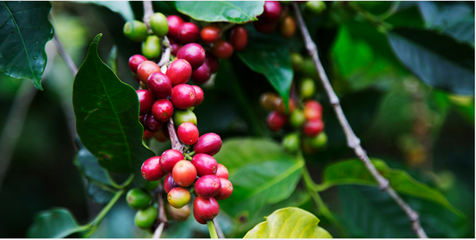 Rwanda Boneza Coffee